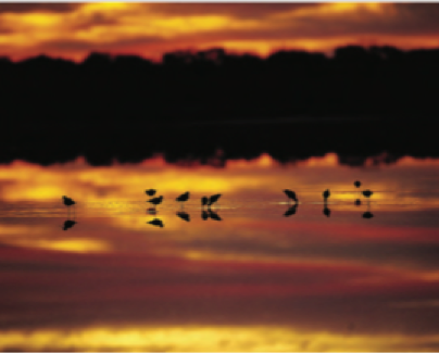 Brasil Natureza
